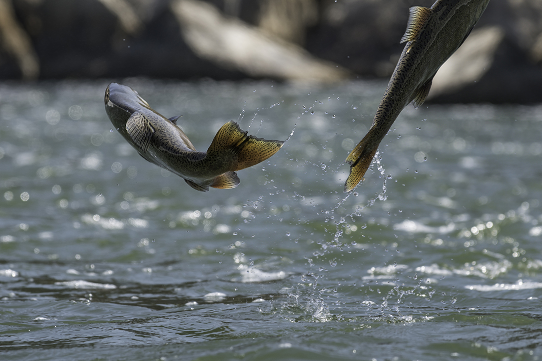 Endangered Chinook salmon